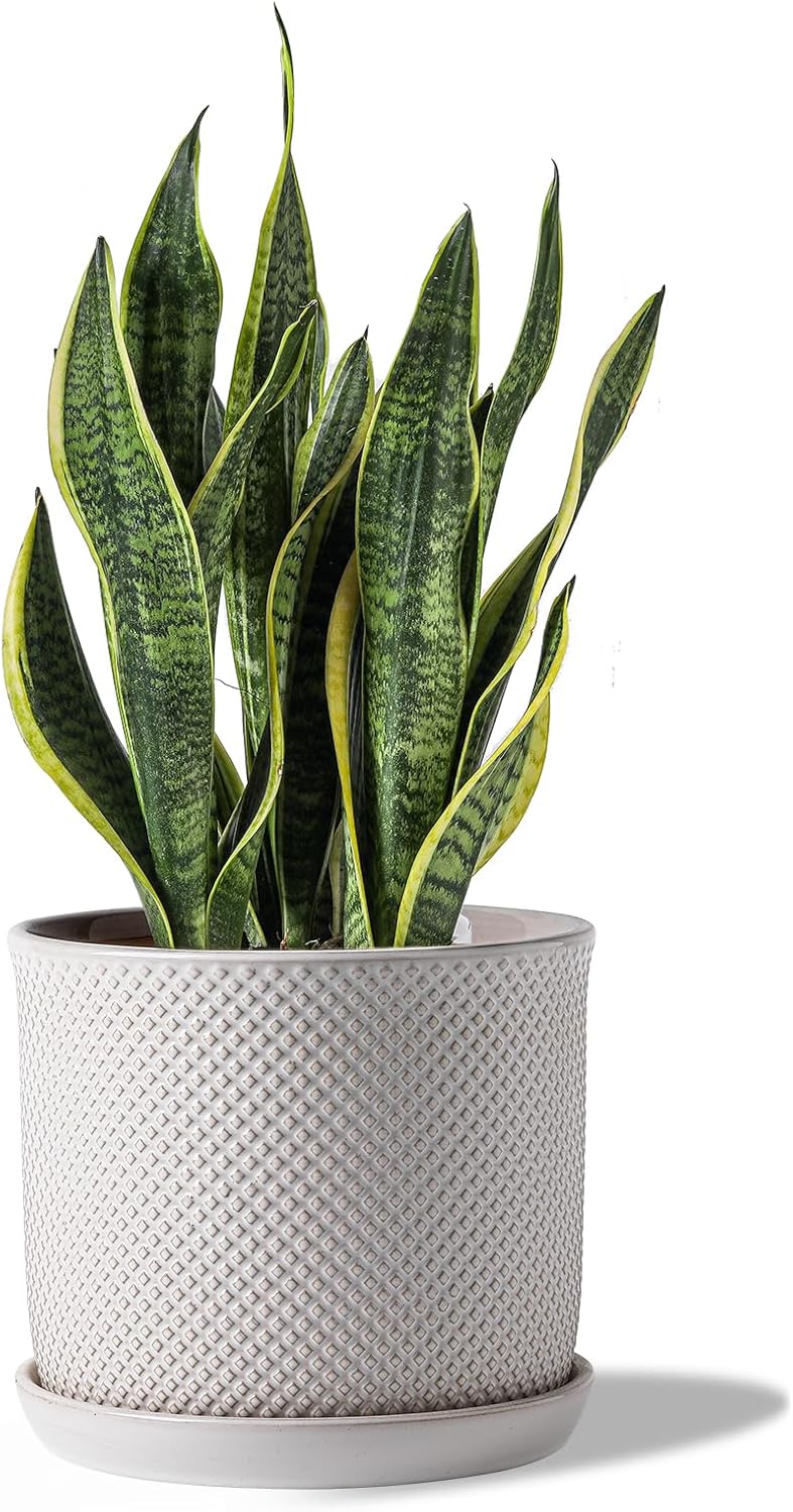 8 Inch Ceramic Plant Pots with Drainage Hole & Saucer for Decor