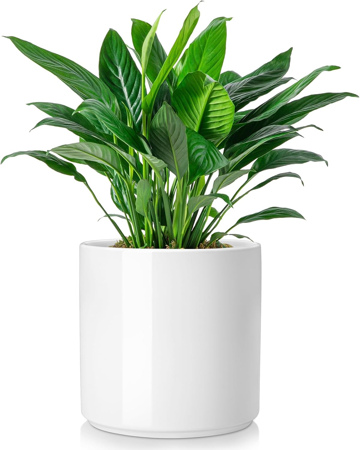 vancasso 8 Inch Ceramic Pot for Plants with Drainage Holes