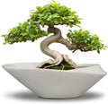 Bonsai Planter Pot 12 in Ceramic Gray - Durable Indoor/Outdoor Pot
