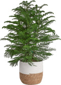 Costa Farms Live Norfolk Island Pine 3 ft Christmas Tree - Ready