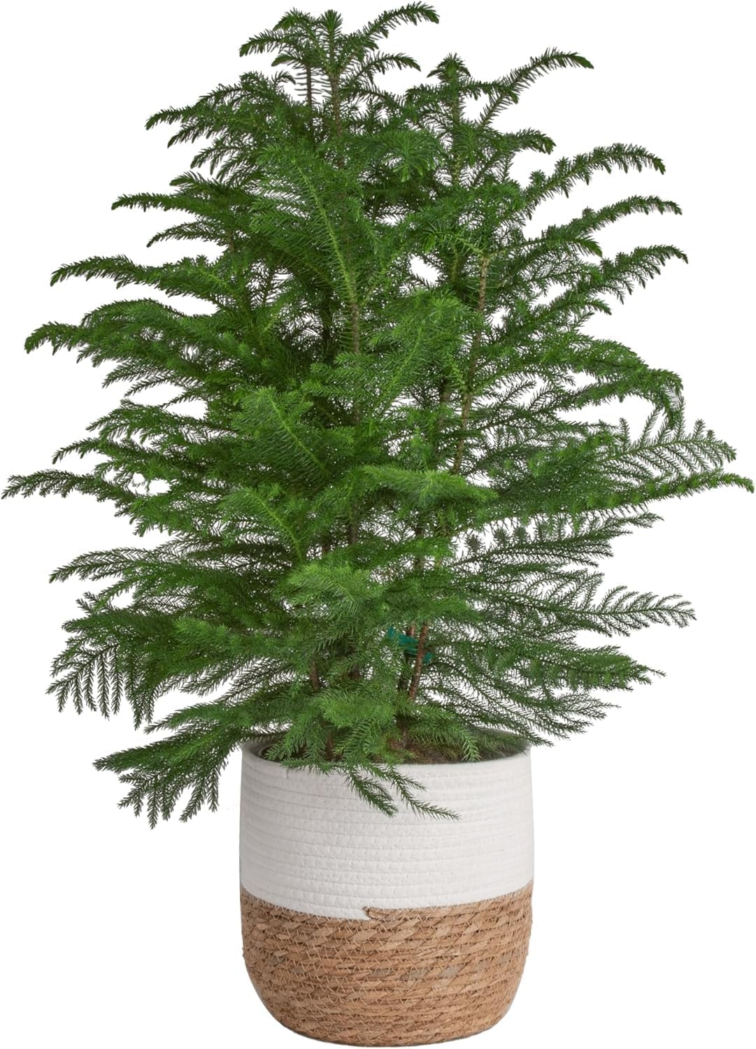 Live Christmas Tree Norfolk Island Pine for Festive Decor