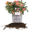 Peach Drift 3 Gallon Rose - Hardy Groundcover for Your Garden