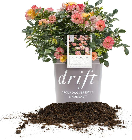 Peach Drift 3 Gallon Rose - Hardy Groundcover for Your Garden