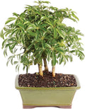 Hawaiian Umbrella Bonsai Tree - Live 3 Year Indoor Plant