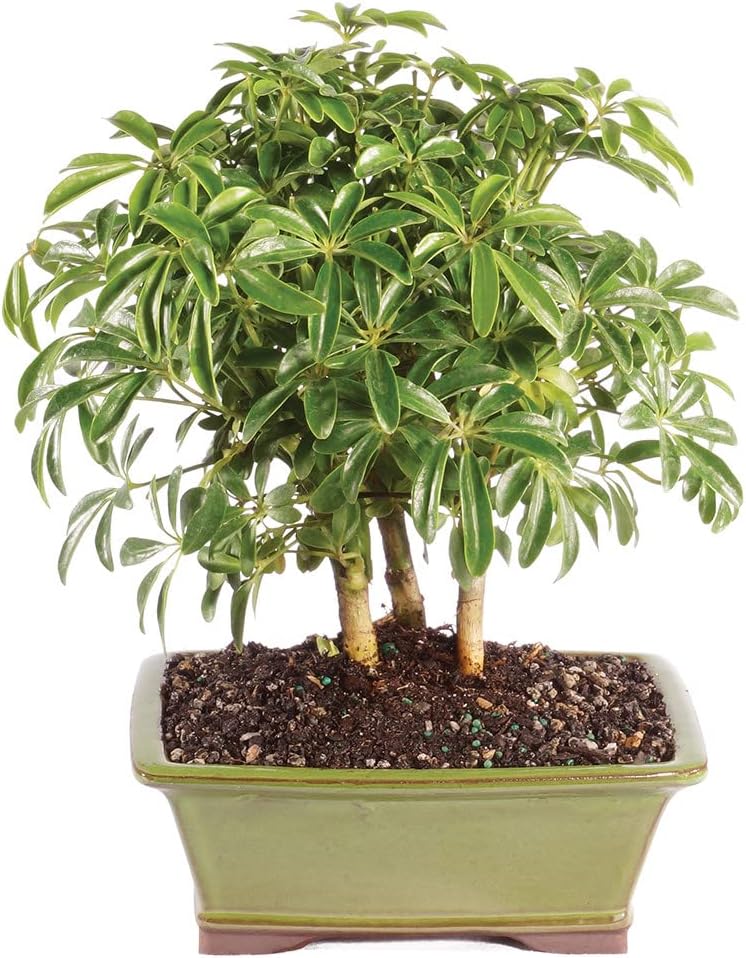Brussel's Bonsai Live Hawaiian Umbrella Indoor Bonsai Tree Gift