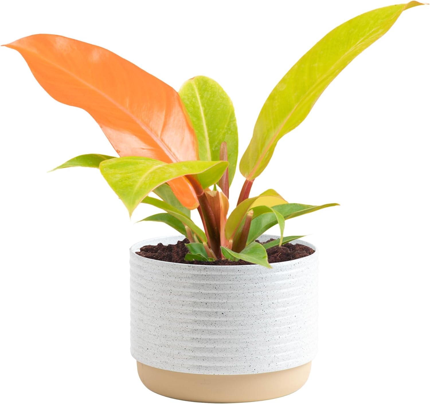Philodendron Live Plant for Indoor Decor and Housewarming Gifts