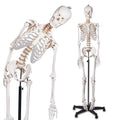 breesky 70.8 in Flexible Human Skeleton Model for Anatomy - Life Size