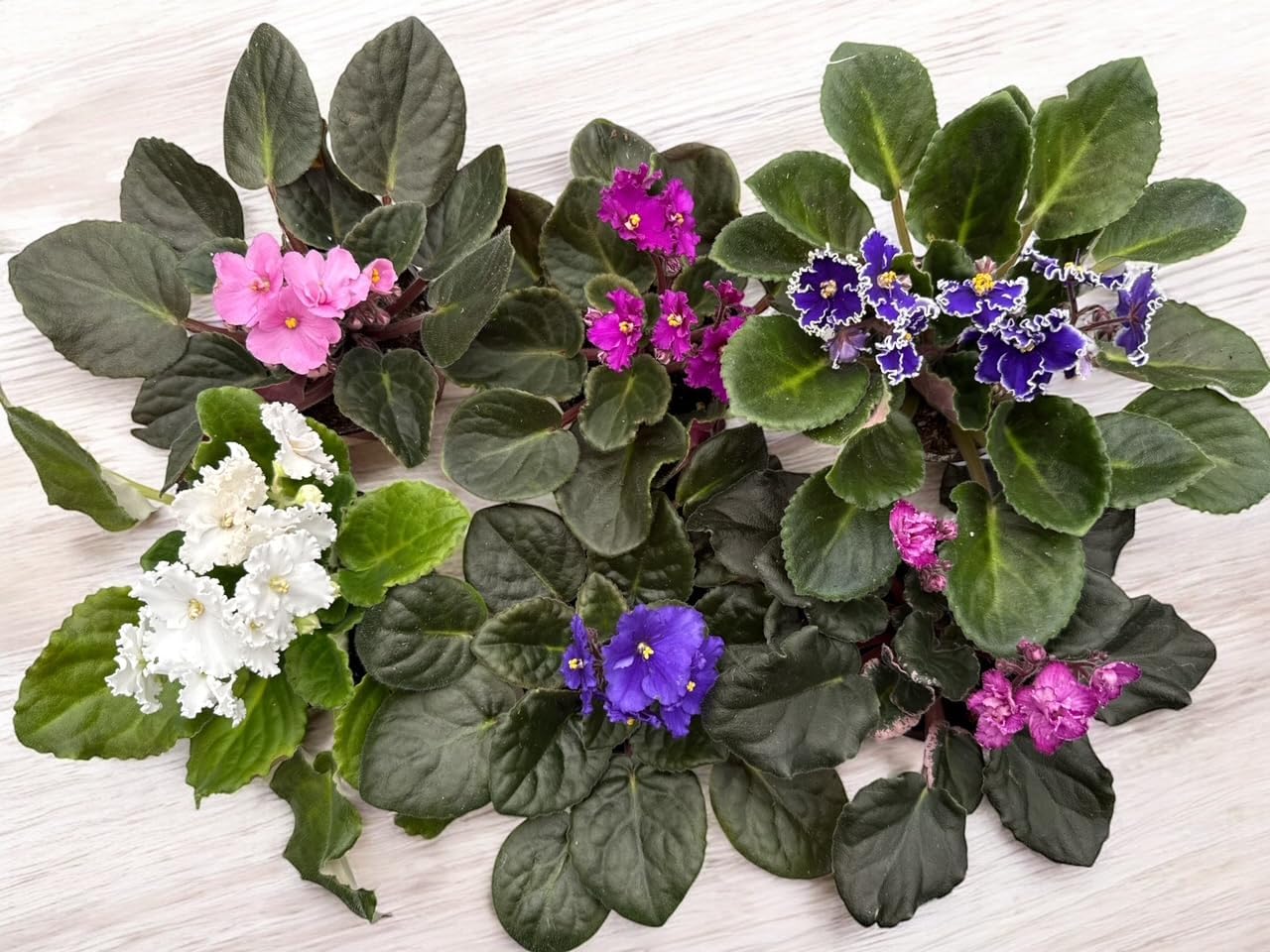 3-Pack African Violets in 4-Inch Pots for Home and Office Decor
