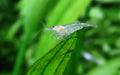 Amano-Snow Premium Grade Shrimp - Live Caridina multidentata