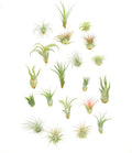 Shop Succulents Air Plants 20-Pack Assorted Collection - Easy Care
