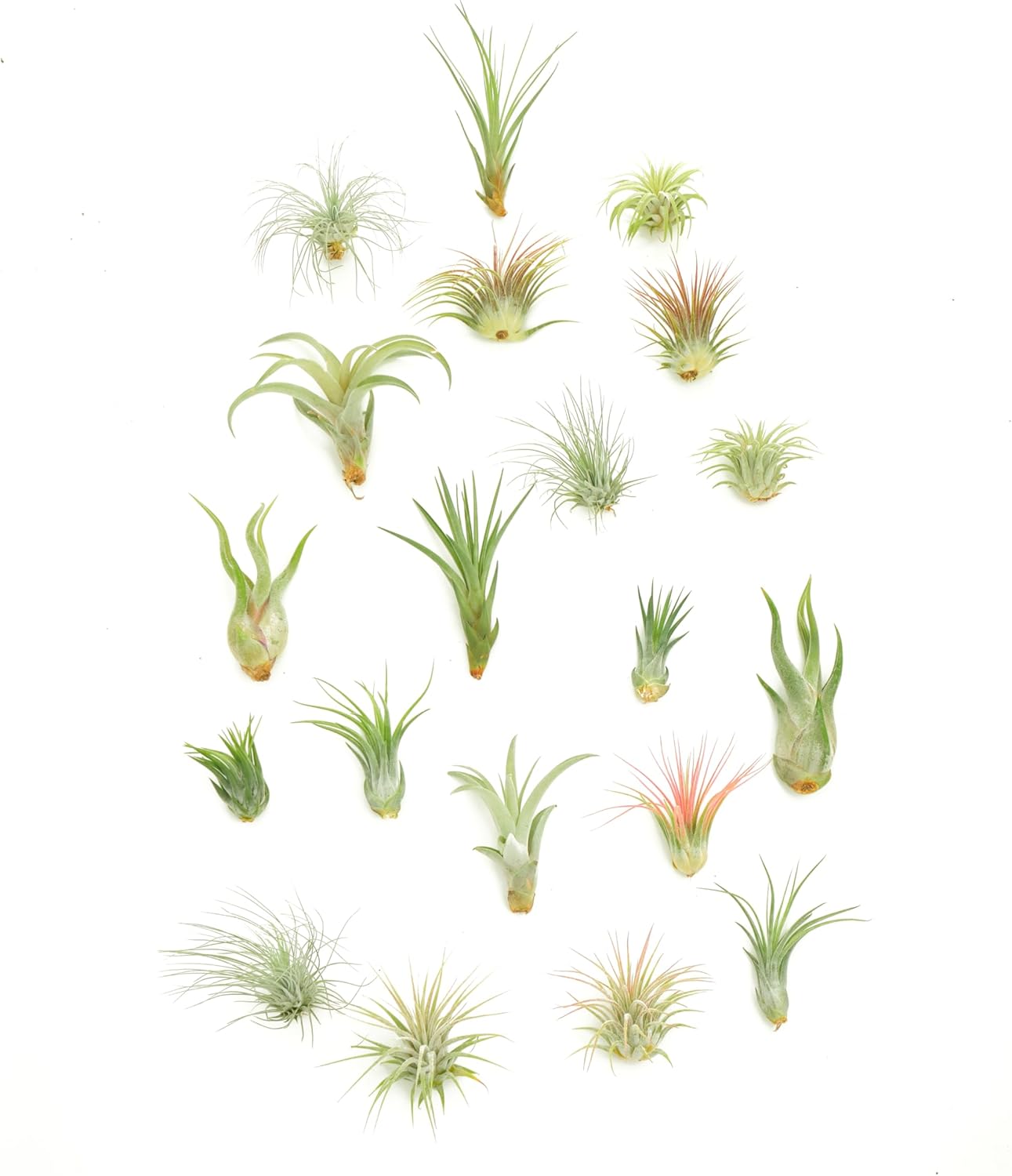 Assorted Collection of 20 Live Air Plants for Home Decor