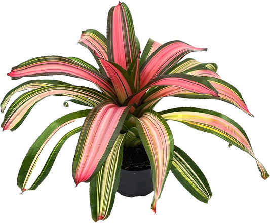 Bromeliad Neoregelia Minerva Live Plant for Home Decor Gift