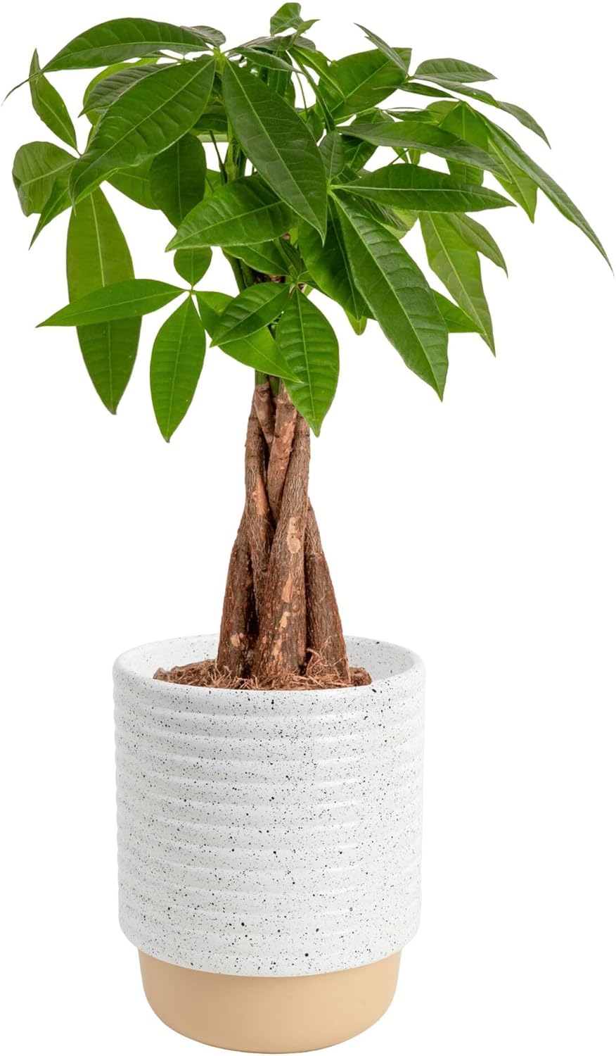 Money Tree Live Plant - Easy to Grow Indoor Houseplant Gift