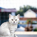 Cat Anti-Fall Fence Nets - Transparent Nylon Pet Mesh for Balconies
