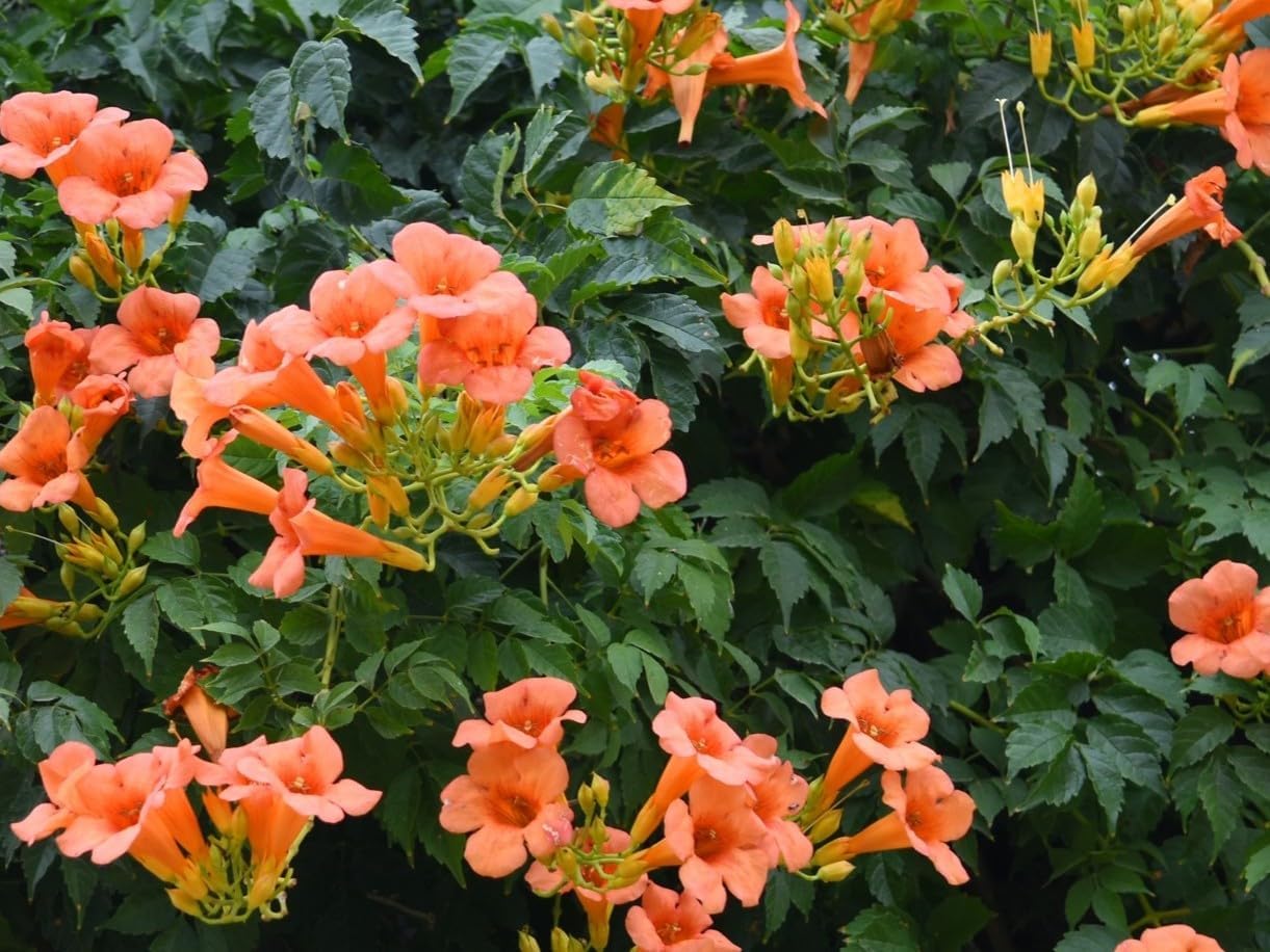 Orange Trumpet Creeper Vine - Live Perennial Plants for Garden