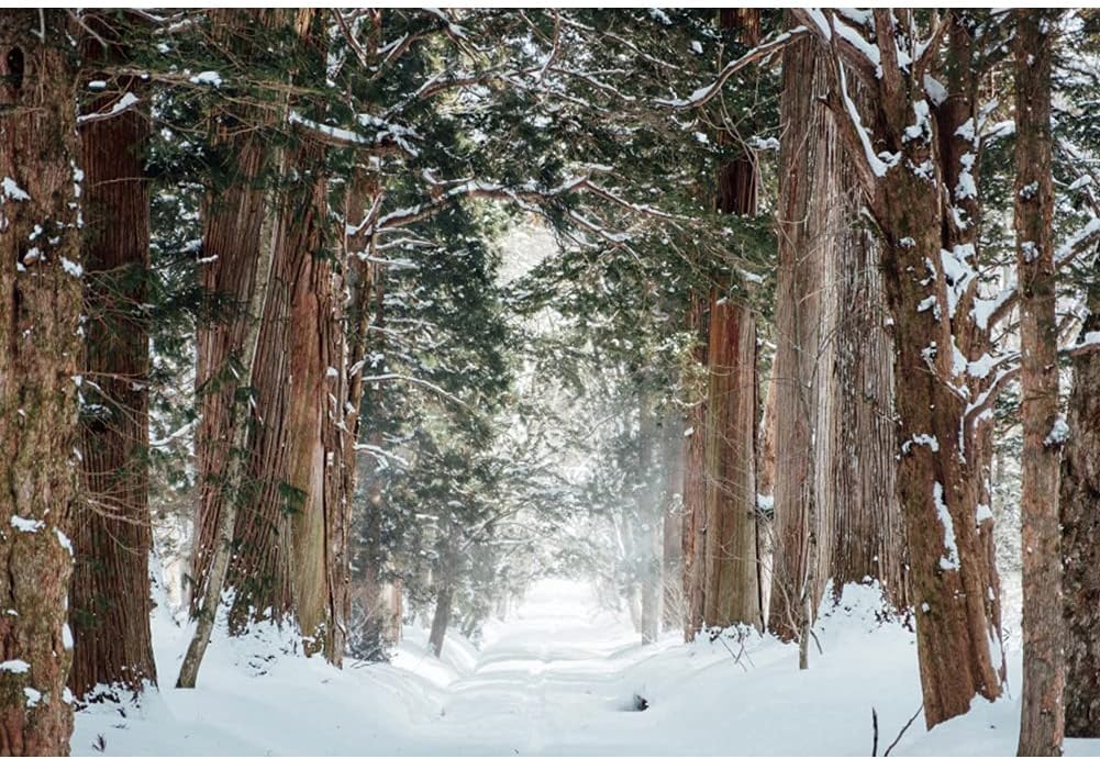 Winter Theme Snow Nature Landscape Vinyl Photography Backdrop