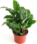 Calathea Concinna Freddie Live Indoor Plant - Easy Care 1-2 ft