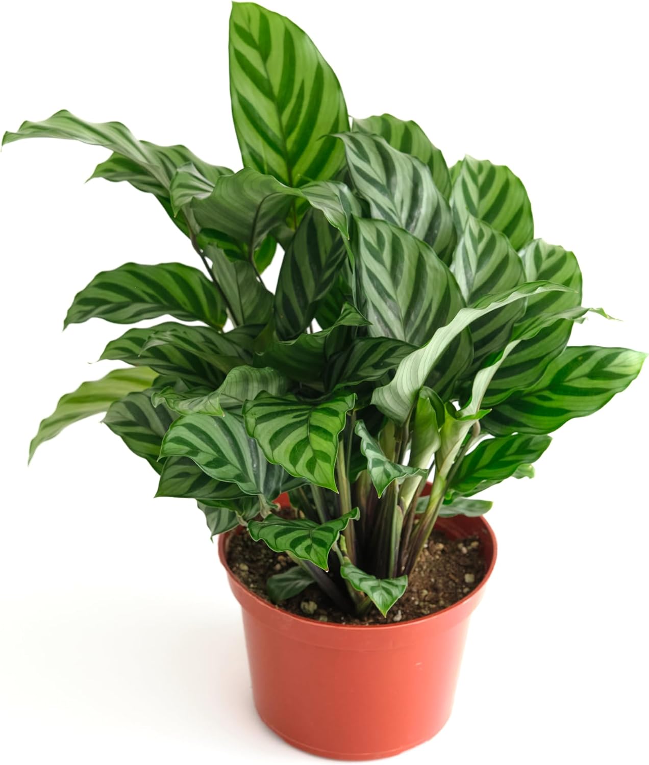 Calathea Concinna Freddie Plant - Easy Care Indoor Houseplant