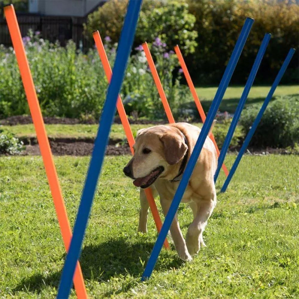 PAWISE Dog Agility Training Equipment for Outdoor Fun & Exercise