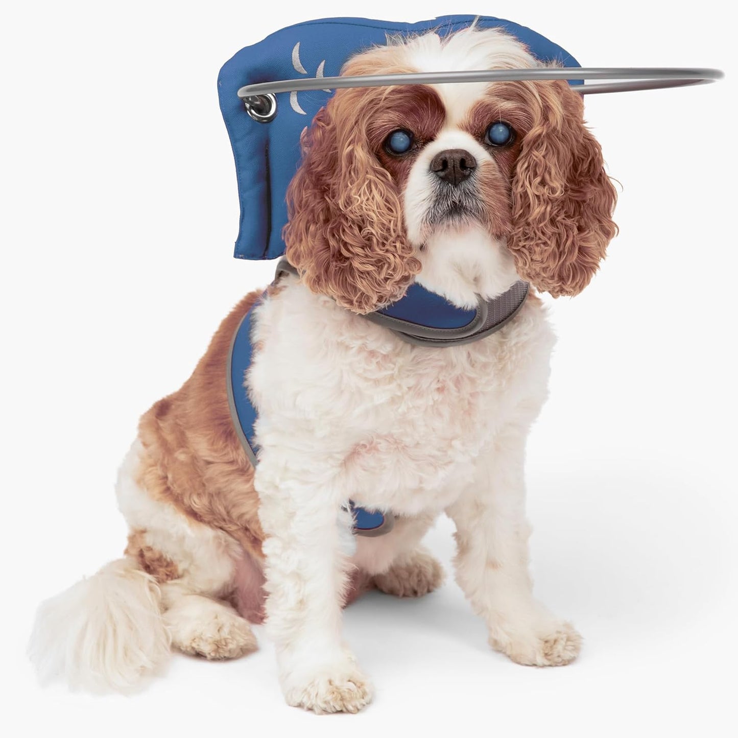 Muffins Halo The Original Blind Dog Halo for Safe Navigation
