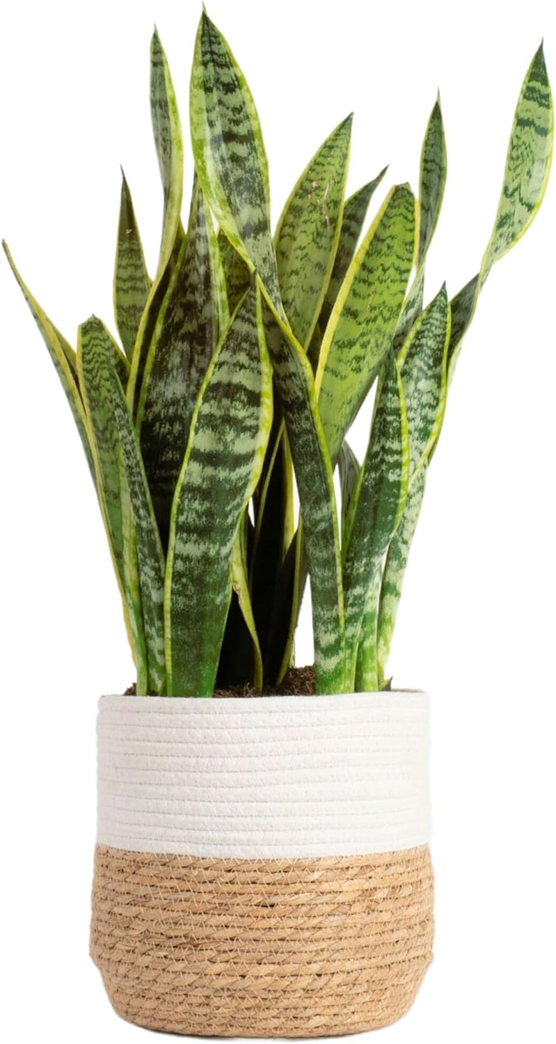 Live Indoor Snake Plant for Easy Care Home and Office Decor