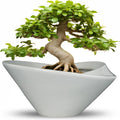 Bonsai Pots 13 Inch Ceramic Succulent Pot - Drainage & Ice Glaze