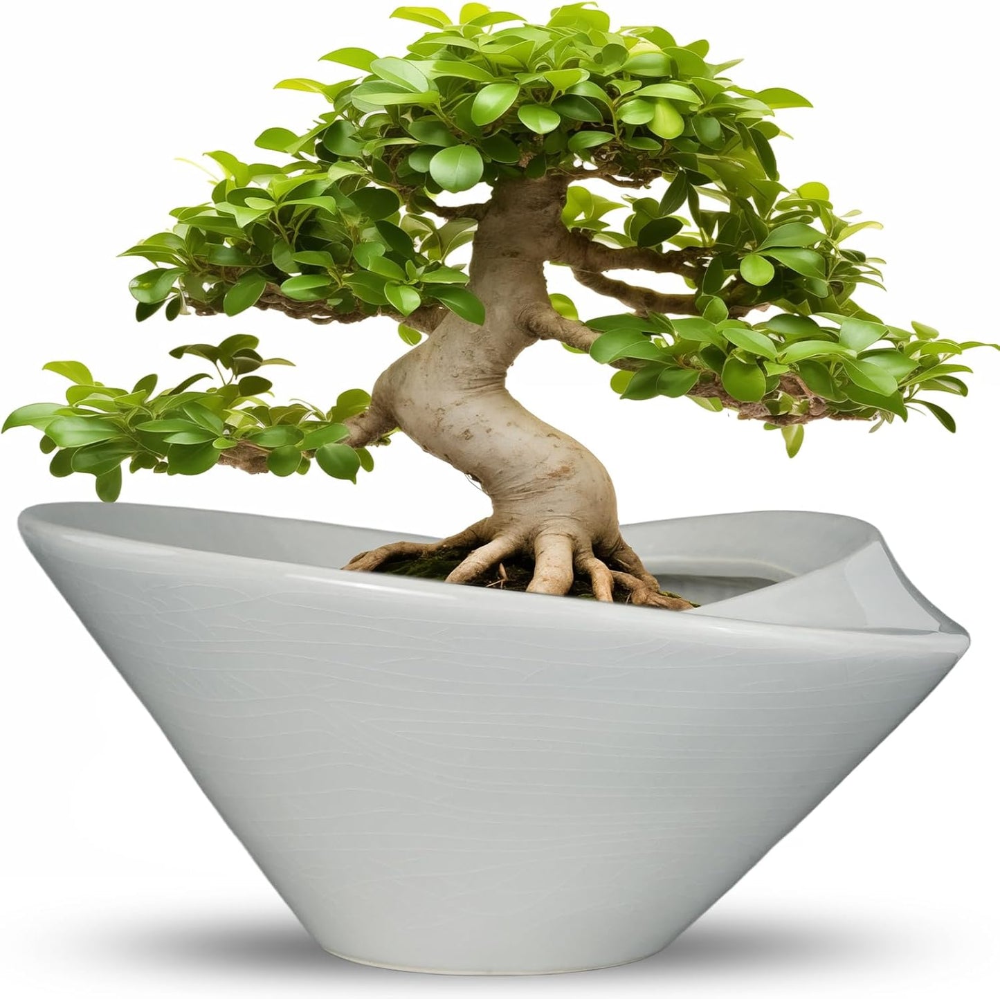 Bonsai Pots 13 Inch - Elegant Ceramic Planter with Drainage