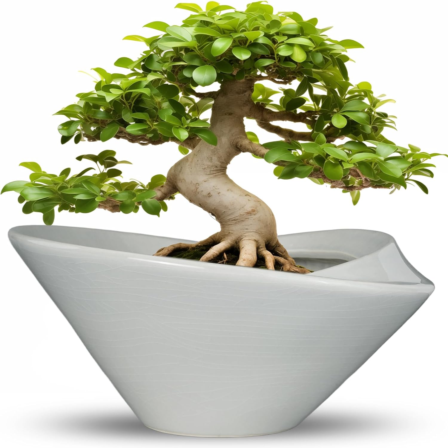 Bonsai Pots 13 Inch - Elegant Ceramic Planter with Drainage