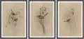 Framed Wall Art Print Set Vintage Bird Wheat Ear Illustrations - Chic