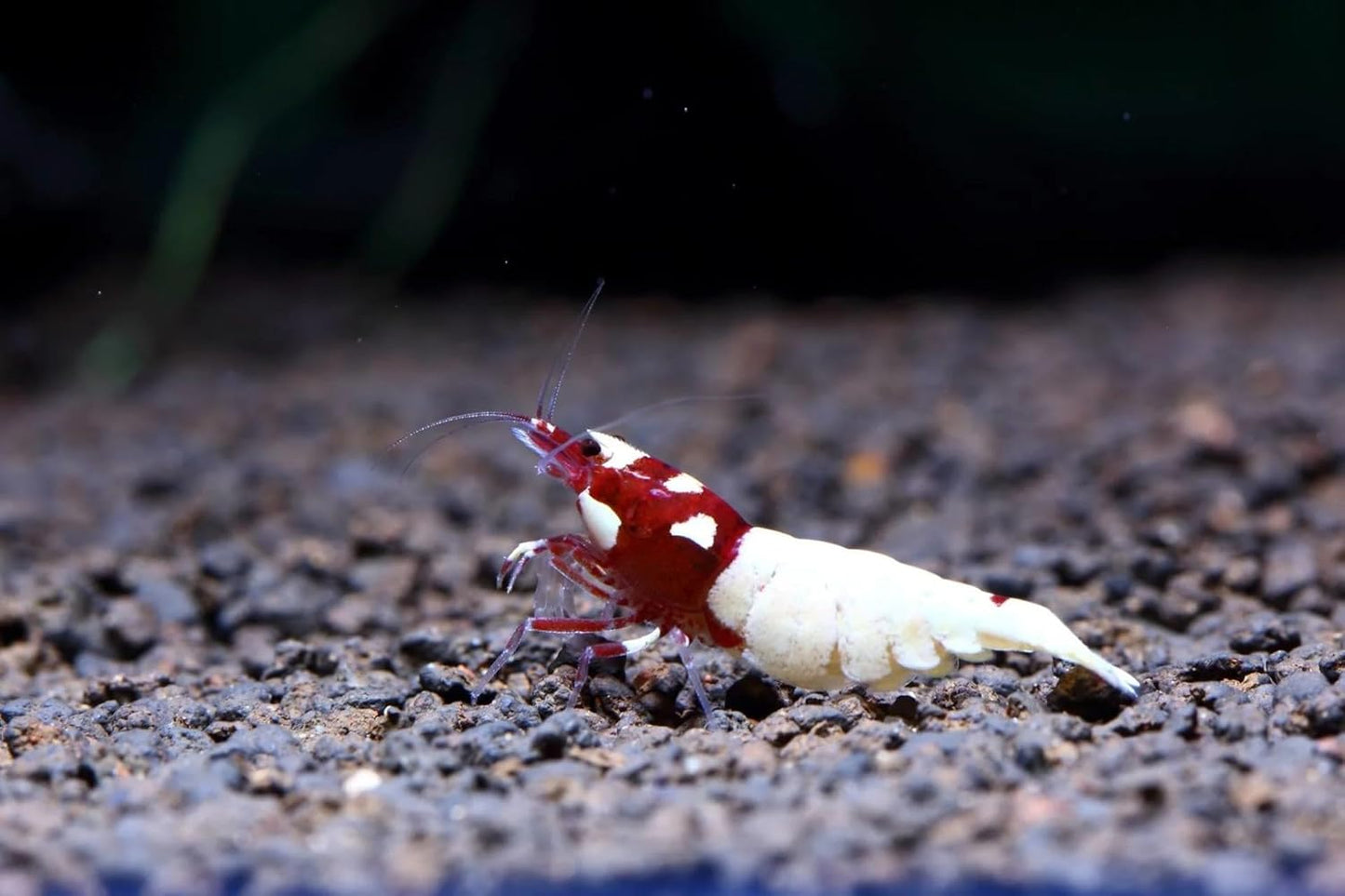 Caridina Taiwanese Bee Shrimp for Aquarium - Pick Your Color