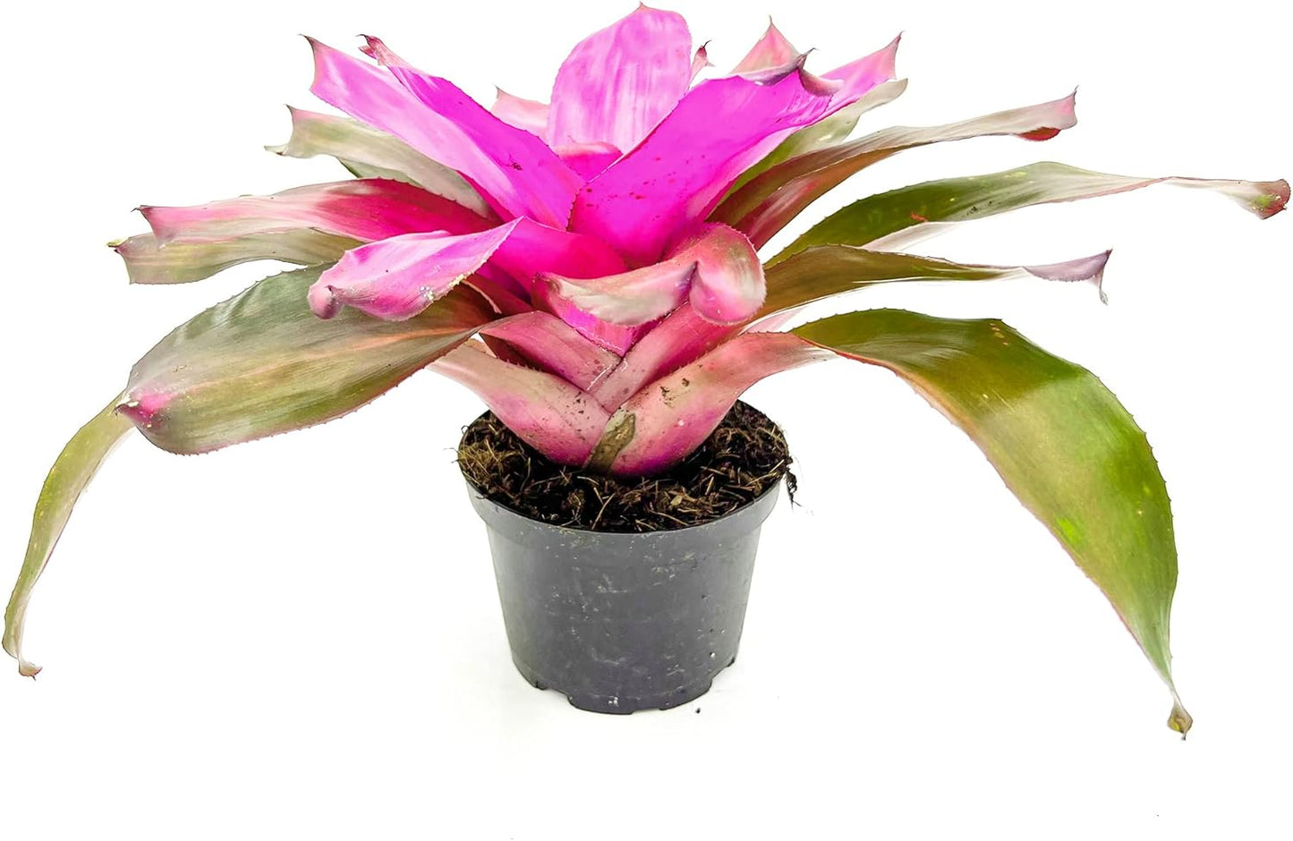 Bromeliad Neoregelia Tatiana Live Plant for Home Decor Gift