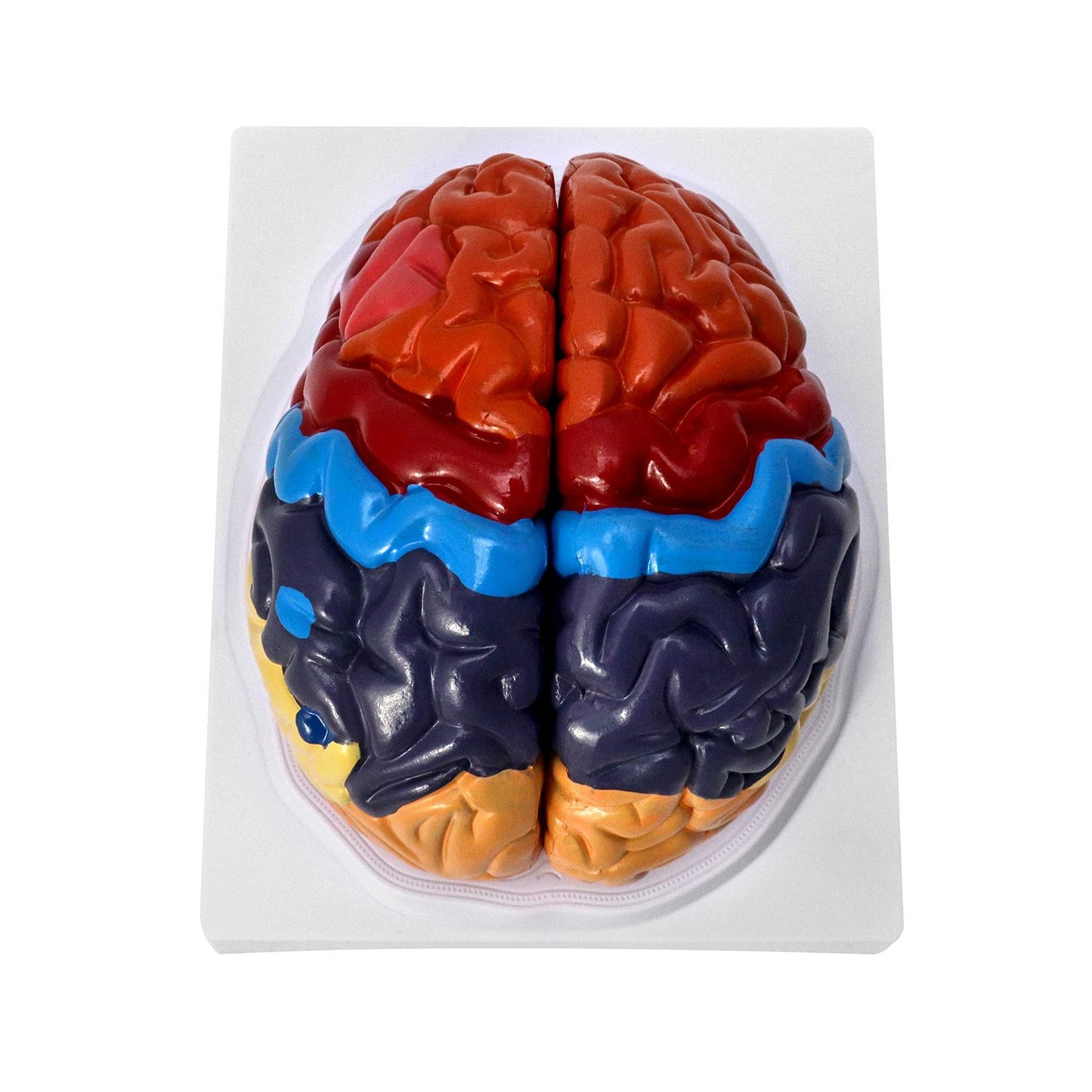 Life-Size Human Brain Anatomical Model for Classroom Study