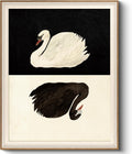 VIYYIEA Framed Wall Art Swan Canvas Print - Vintage Black and White