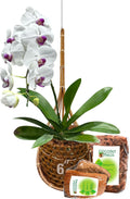Handmade 6 Inch Thai Bamboo Orchid Hanging Basket for Plants