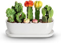 Oval Ceramic Planter Pot 14 in for Succulents and Herbs - Minimal