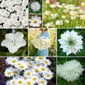 Cloud 9 Flower Mixed Seeds for Planting - Pollinator Mix