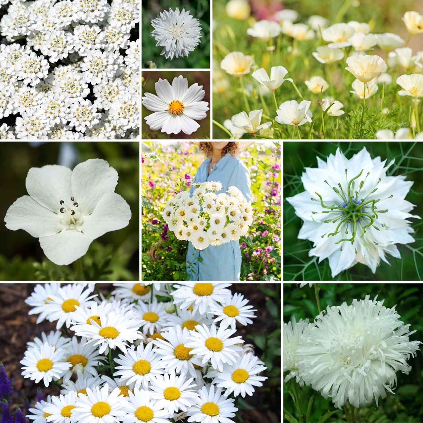 Eden Brothers Cloud 9 Flower Mixed Seeds for Planting, 1 lb