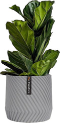 Large 12 Inch Planter for Indoor & Outdoor Plants by Fox & Fern