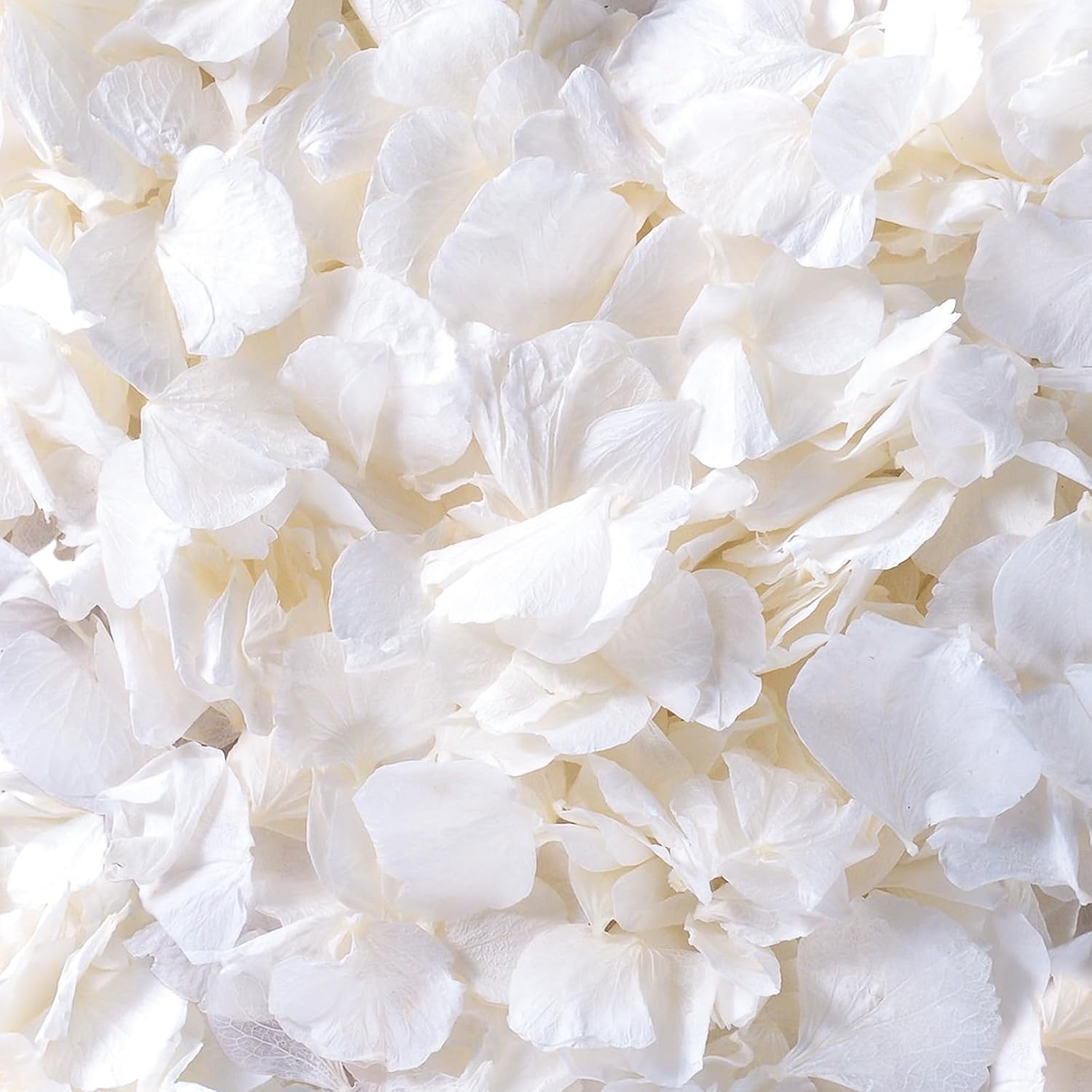 4500Pcs Ivory White Dried Hydrangea Flower Petals for Events