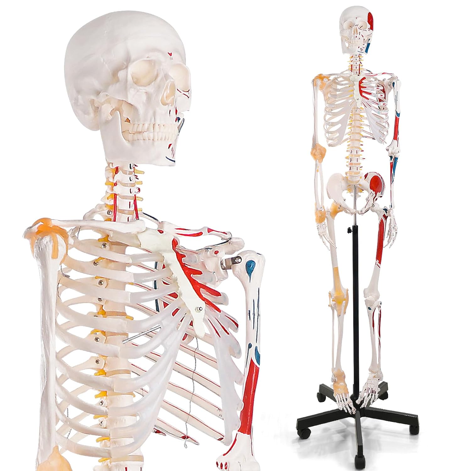 Life Size Human Skeleton Model for Anatomy Study and Display