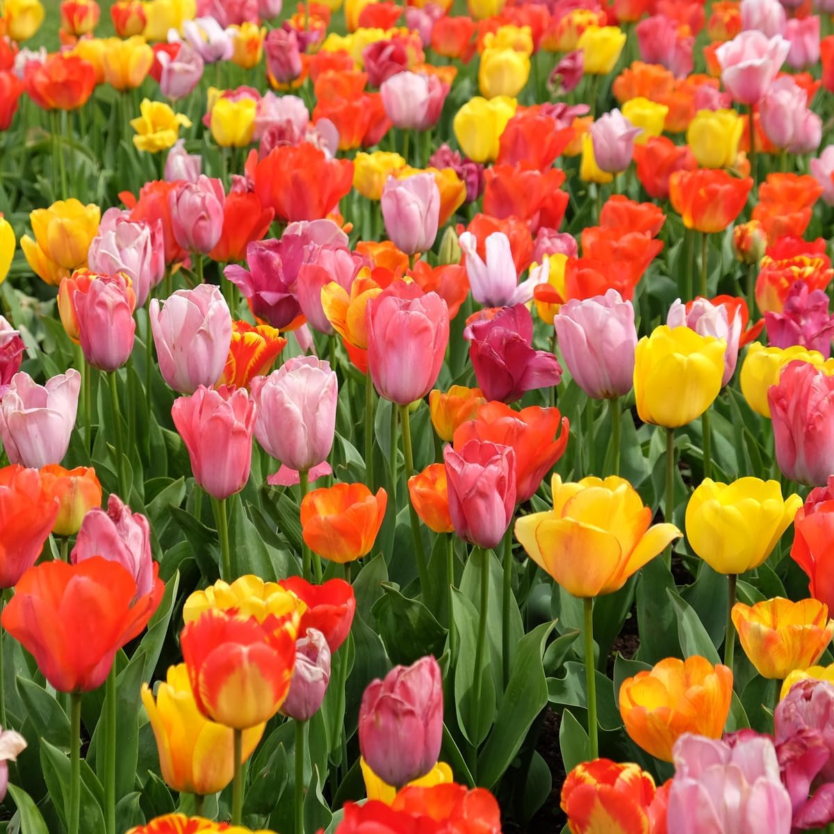 100 Mixed Tulip Flower Bulbs for Colorful Spring Blooms