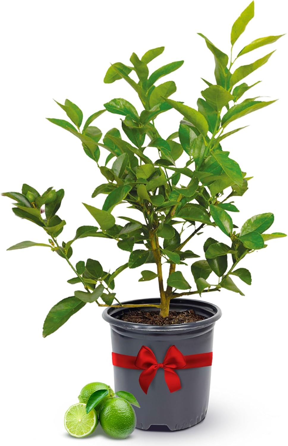 Persian Lime Plant - Compact Citrus Tree for Indoor and Outdoor