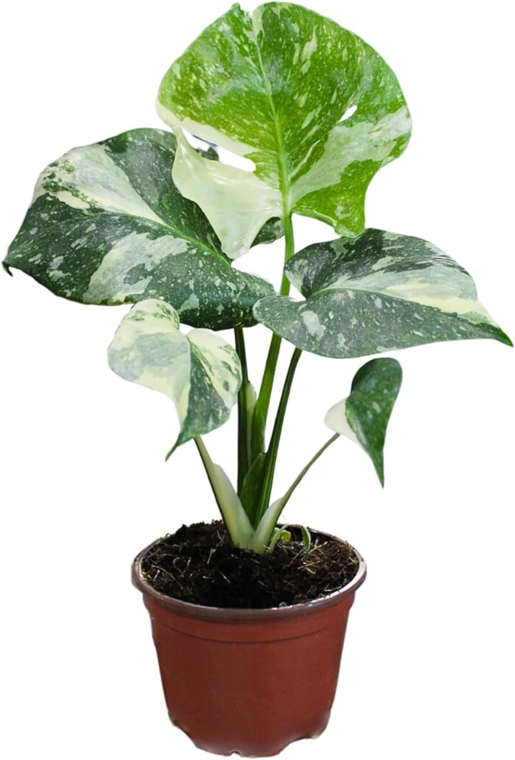 Monstera Thai Constellation Live Plant - Rare Indoor Houseplant