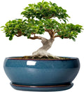 SQOWL Bonsai Tree Pots - 12 Inch Ceramic Planters for Plants