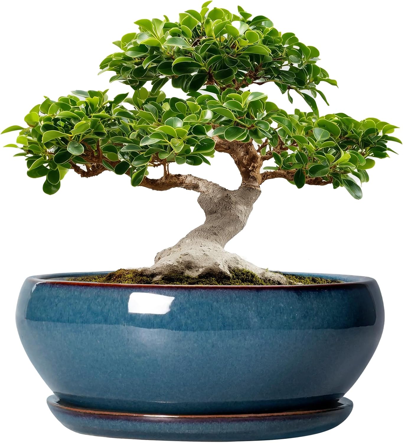 SQOWL Bonsai Tree Pots - 12 Inch Ceramic Planters for Plants