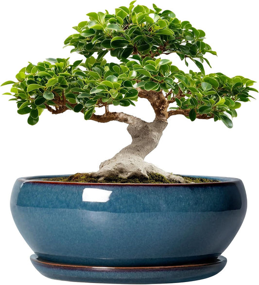 SQOWL Bonsai Tree Pots - 12 Inch Ceramic Planters for Plants