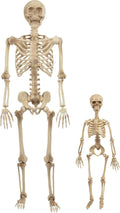Life Size Posable Human Skeleton Halloween Decoration 2 Pack - Value