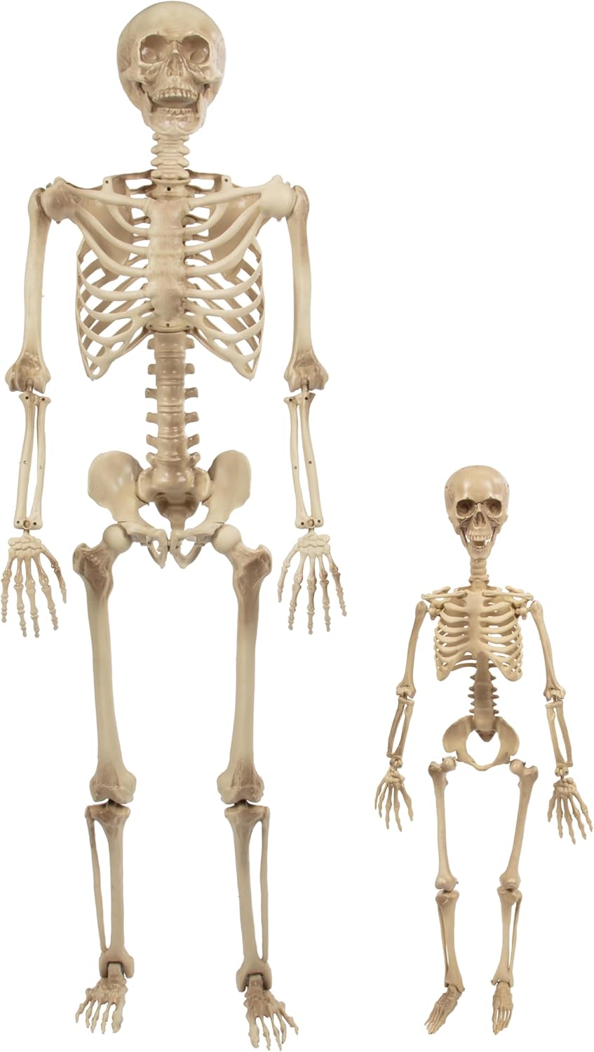Life Size Posable Human Skeleton Decoration for Halloween Fun