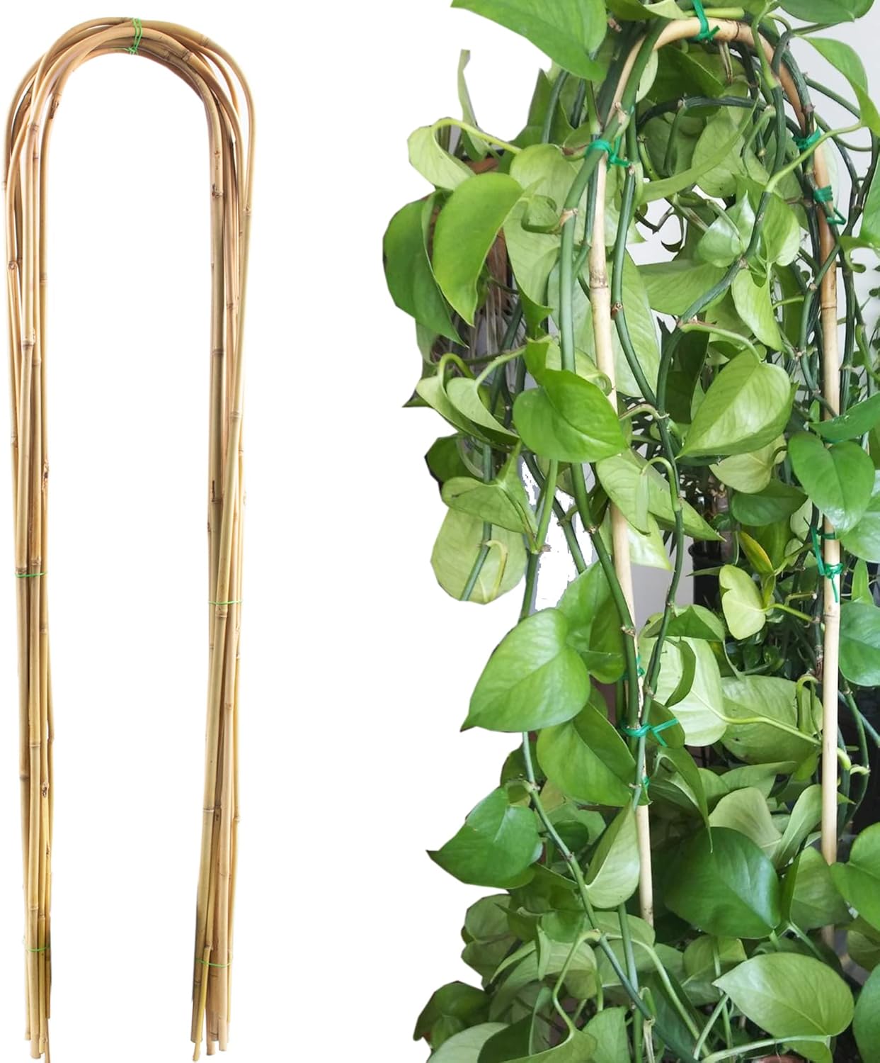 Natural U-Hoops Bamboo Garden Trellis for Climbing Plants