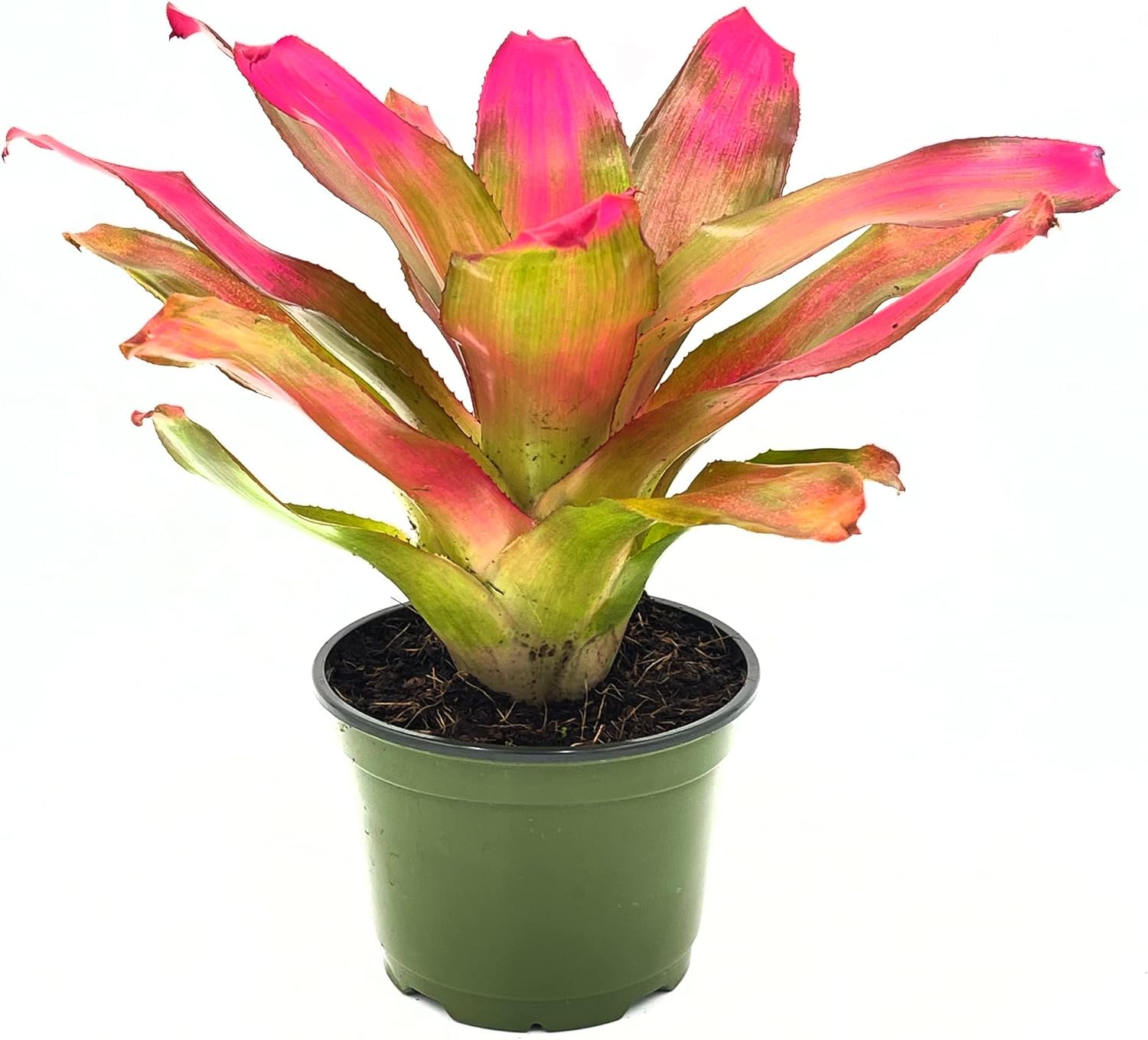 Bromeliad Neoregelia Romance Live Plant for Home Decor Gift